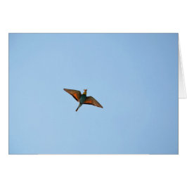 Flycatcher