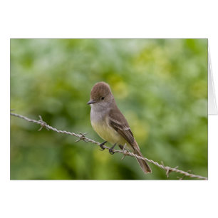 Flycatcher