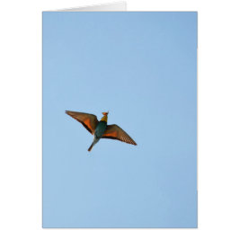 Flycatcher