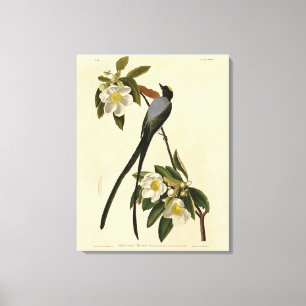 Flycatcher, Audubons Vögel von Amerika Leinwanddruck
