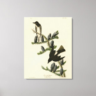 Flycatcher, Audubons Vögel von Amerika Leinwanddruck