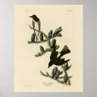 Flycatcher, Audubons Vögel von Amerika
