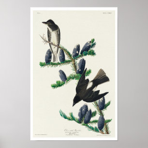 Flycatcher auf der Olivenseite von Audubon Poster