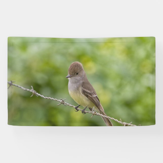 Flycatcher Banner (Horizontal)