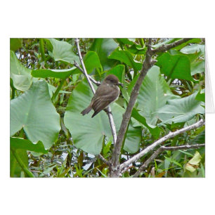 FLYCATCHER de Phoebe