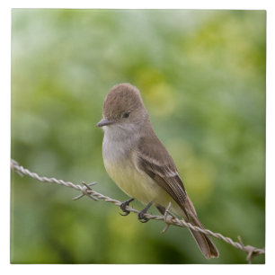 Flycatcher Fliese