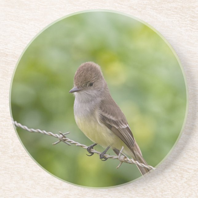Flycatcher Getränkeuntersetzer (Vorne)