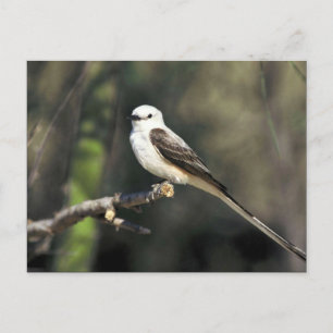 Flycatcher Postkarte