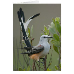 Flycatcher (Tyrannus forficatus)