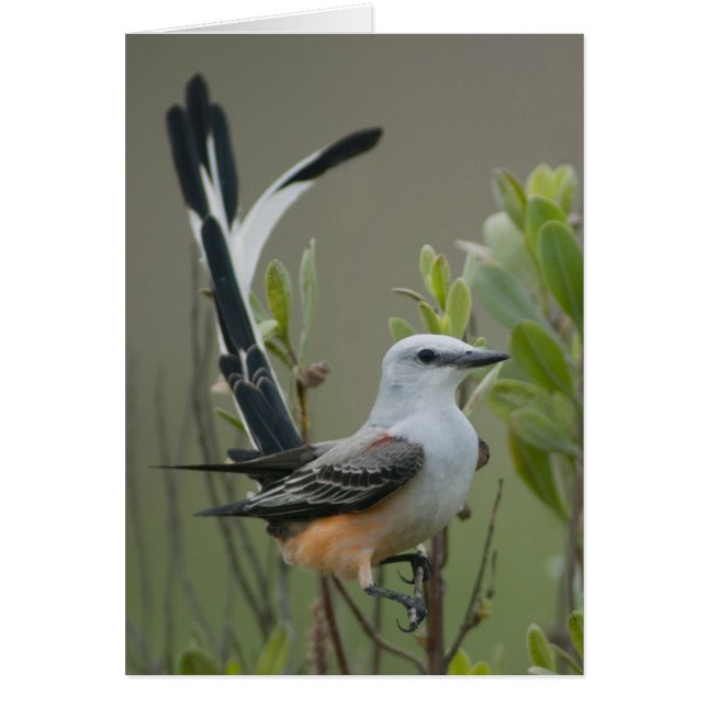 Flycatcher (Tyrannus forficatus) (Vorne)