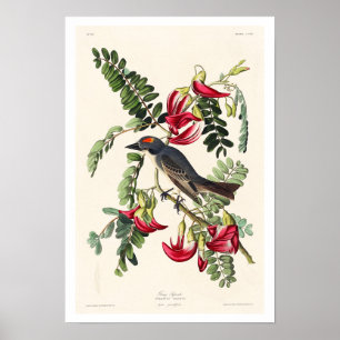 Flycatcher von Audubon Poster