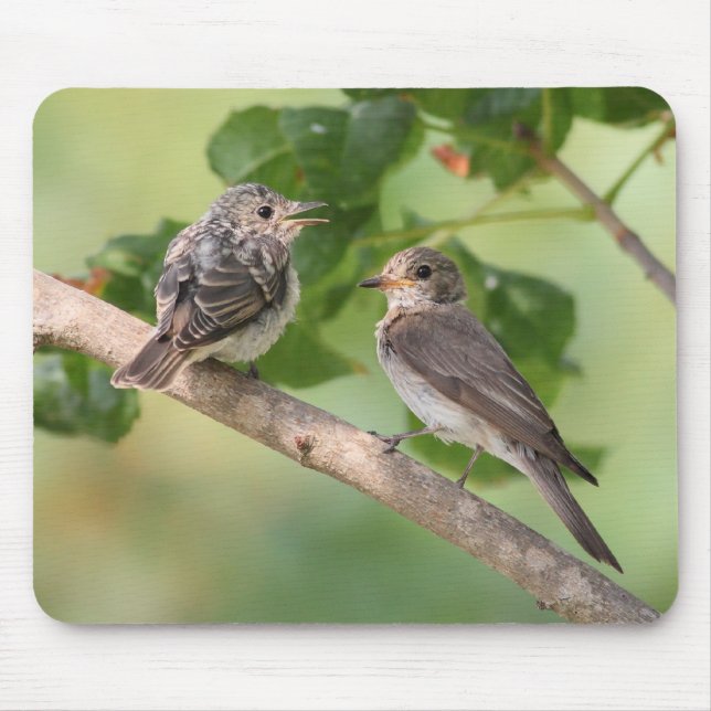 Flycatchers Mousepad (Vorne)