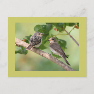 Flycatchers Postkarte