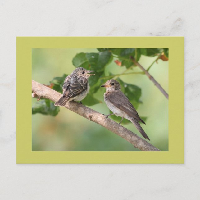 Flycatchers Postkarte (Vorderseite)
