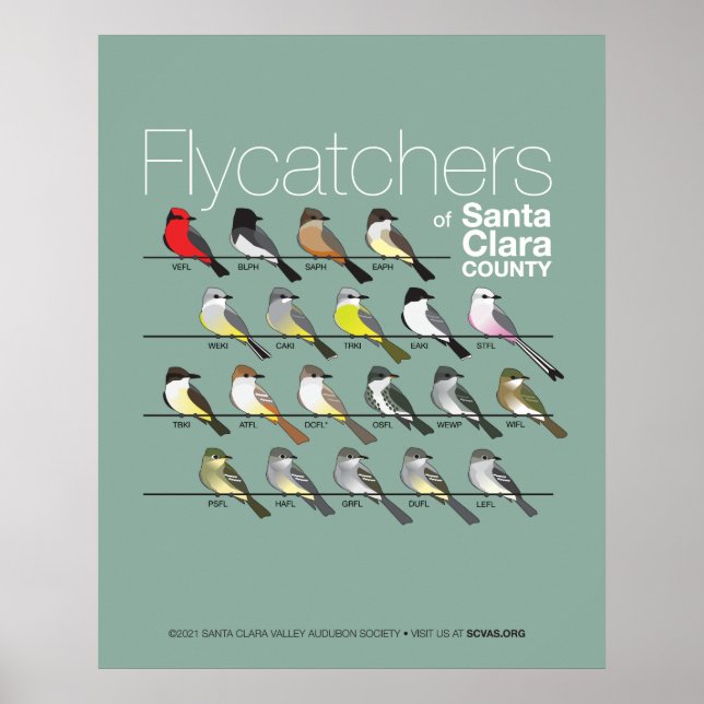 Flycatchers von Santa Clara Landkreis Poster (Vorne)