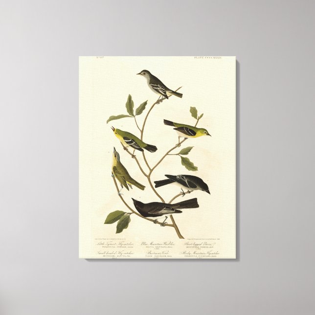 Flycatchers Warbler und Audubons Vögel von Amerika Leinwanddruck (Vorderseite)