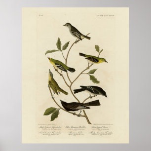Flycatchers Warbler und Audubons Vögel von Amerika Poster