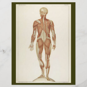 Flyer für hintere Muskeln