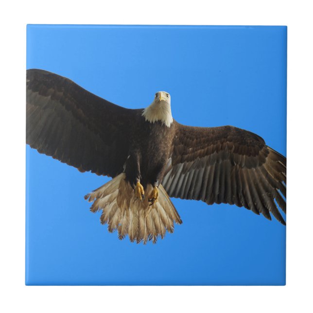 Flying Bald Eagle auf Blue Wildlife Gift Fliese (Vorderseite)