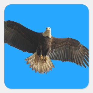 Flying Bald Eagle Bird of Prey Art Quadratischer Aufkleber