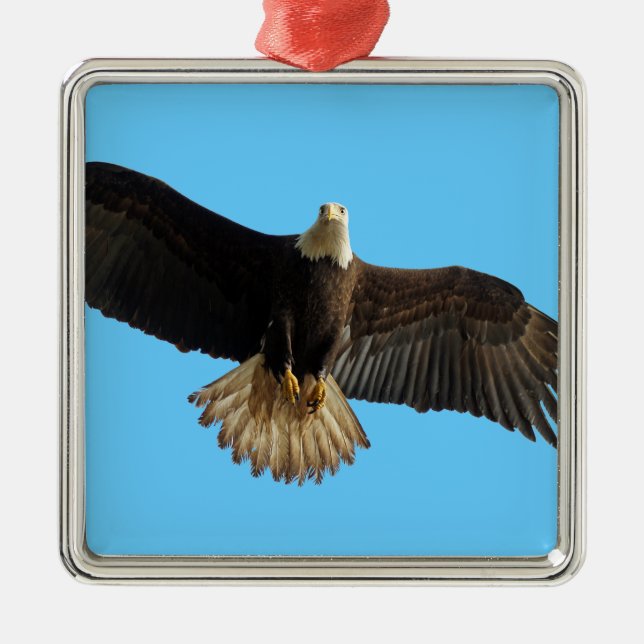 Flying Bald Eagle Bird of Prey Art Silbernes Ornament (Vorne)