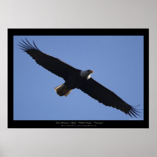 Flying Bald Eagle Wildlife Foto drucken Poster
