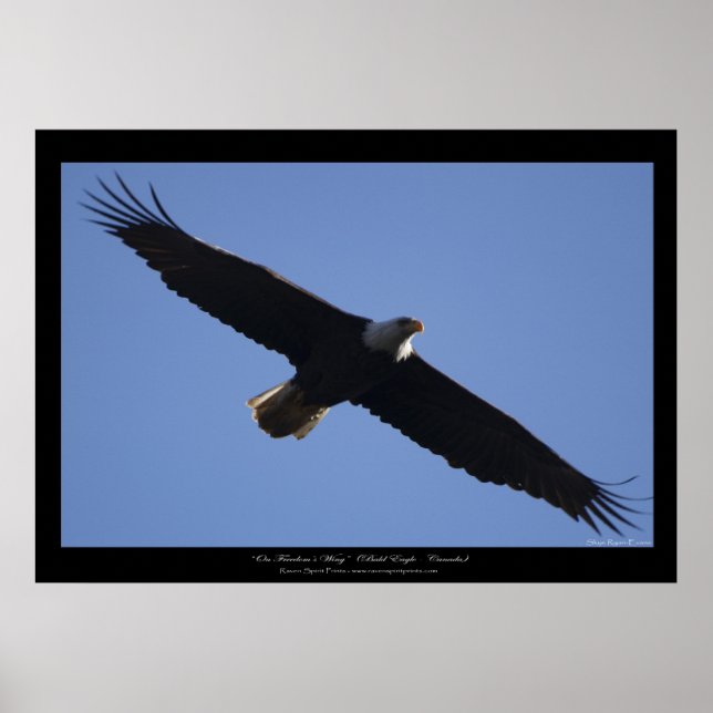 Flying Bald Eagle Wildlife Foto drucken Poster (Vorne)