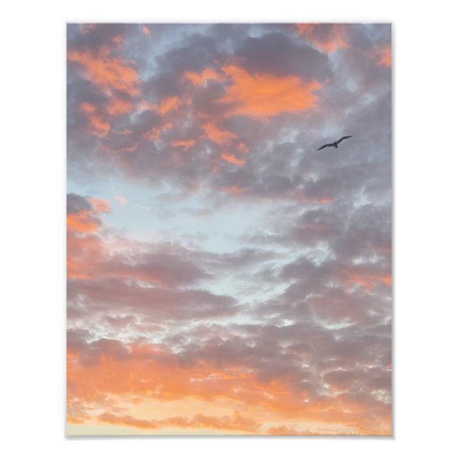 Flying Bird in Pink Clouds Photo Print (Devant)