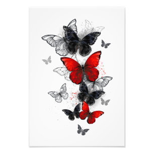 Flying Black and Red Morpho Butterfliegen Fotodruck