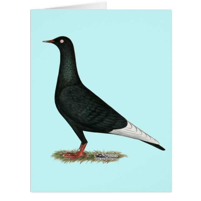 Flying Black Taube (Vorderseite)