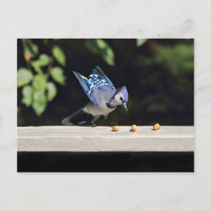 Flying Blue-Jay-Foto Postkarte