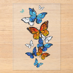 Flying Butterflies Morpho und Monarch Acryleinladungen