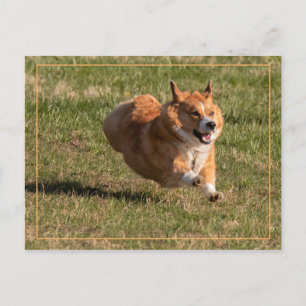 Flying Corgi Postkarte