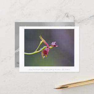 Flying Duck Orchid Blume Makrofotografie Postkarte