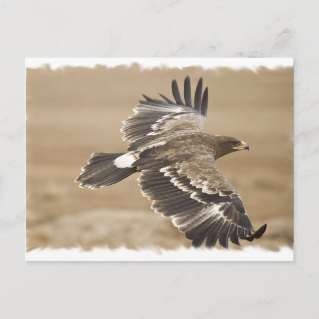Flying Eagle Bird Postcard Postkarte (Vorderseite)