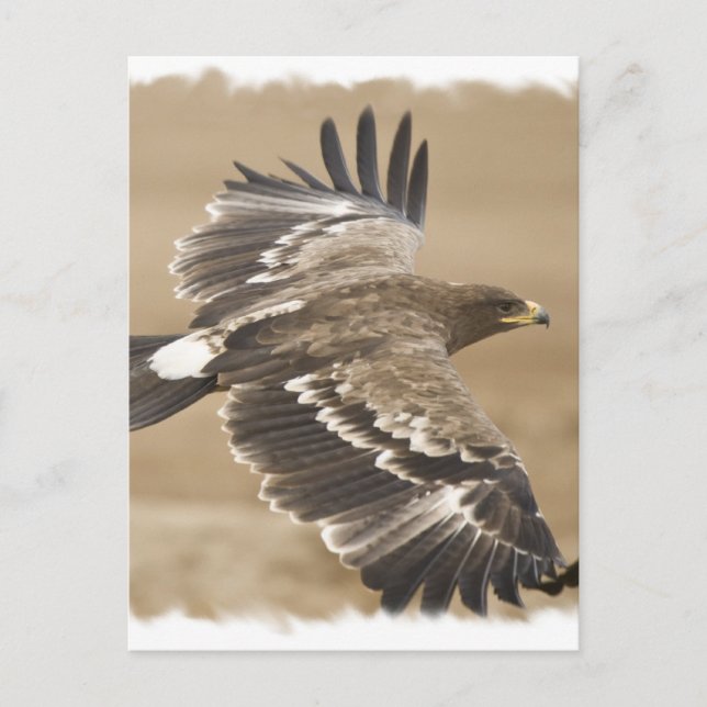 Flying Eagle Bird Postcard Postkarte (Vorderseite)