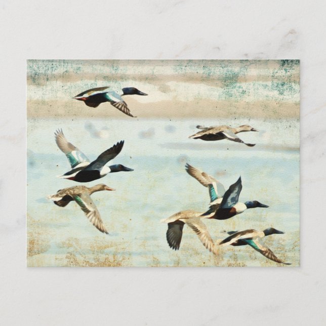 Flying Encks Wassercolor Postcard Postkarte (Vorderseite)