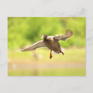 Flying for postkarte
