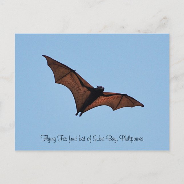 Flying Fox-Fruchtbart aus Subic Bay Postkarte (Vorderseite)