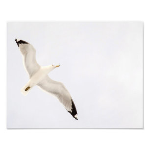 Flying Gull Fotodruck