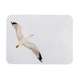 Flying Gull Magnet