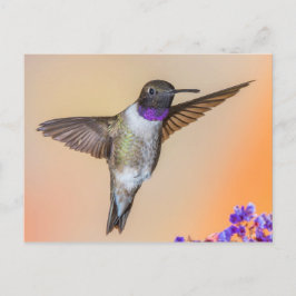 Flying Hummingbird Blick auf Sie Orange und Lila Postkarte