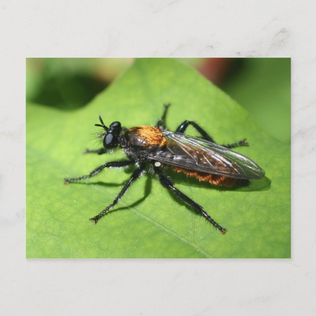 Flying Insect Nahe Natur Postkarte (Vorderseite)