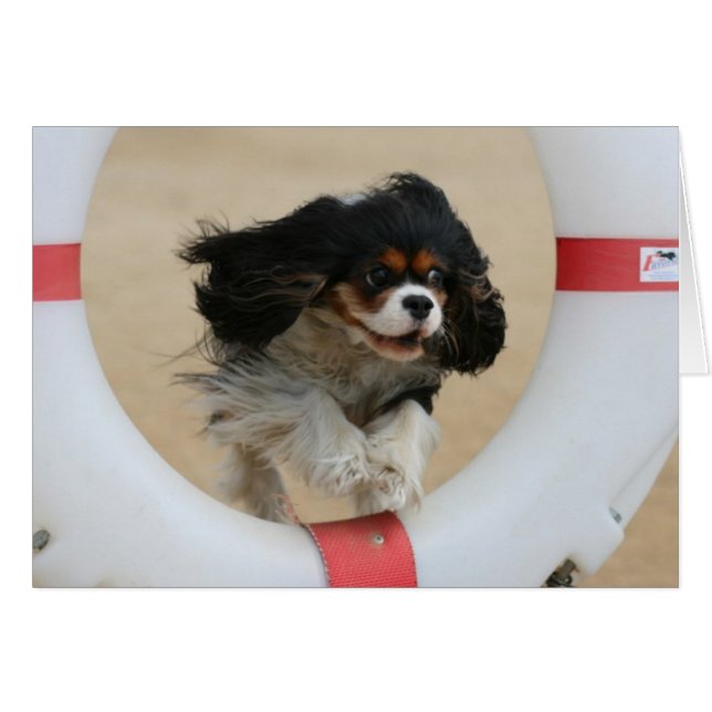 Flying Lia Tri Cavalier King Charles (Vorderseite (Horizontal))
