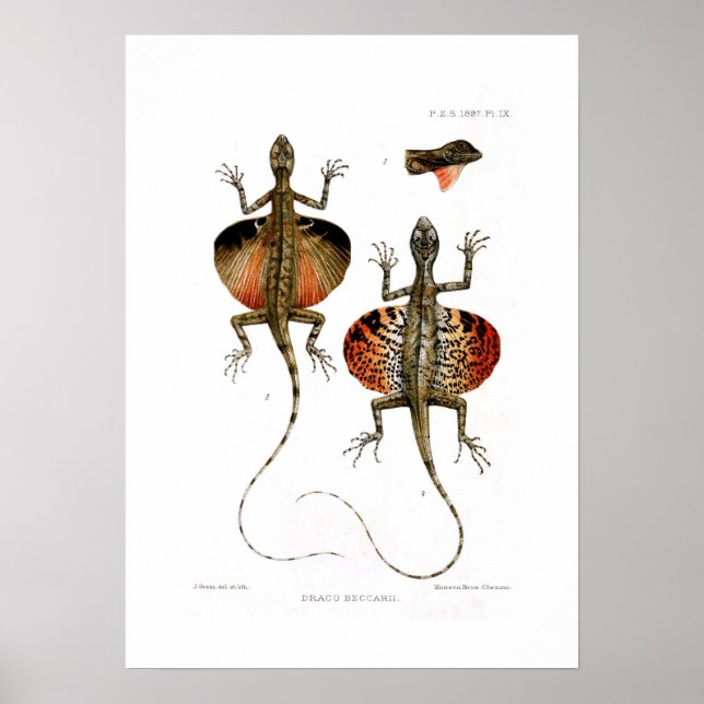 Flying Lizard Poster (Vorne)