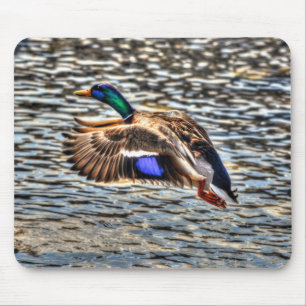 Flying Mallard Drake at Sunset Wildlife Gift Mousepad