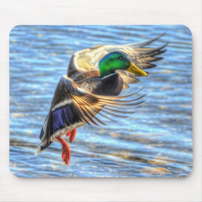 Flying Mallard Duck Birdlover Wildlife Foto Mousepad (Vorne)