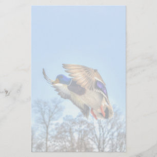 Flying Mallard Duck Drake Wildlife Foto Briefpapier