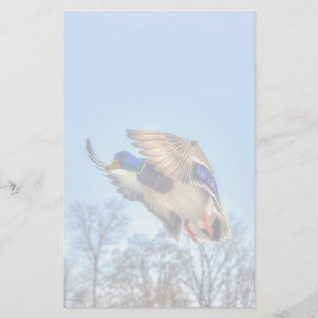 Flying Mallard Duck Drake Wildlife Foto Briefpapier (Vorderseite)