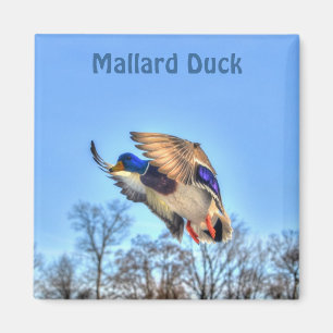 Flying Mallard Duck Drake Wildlife Foto Magnet
